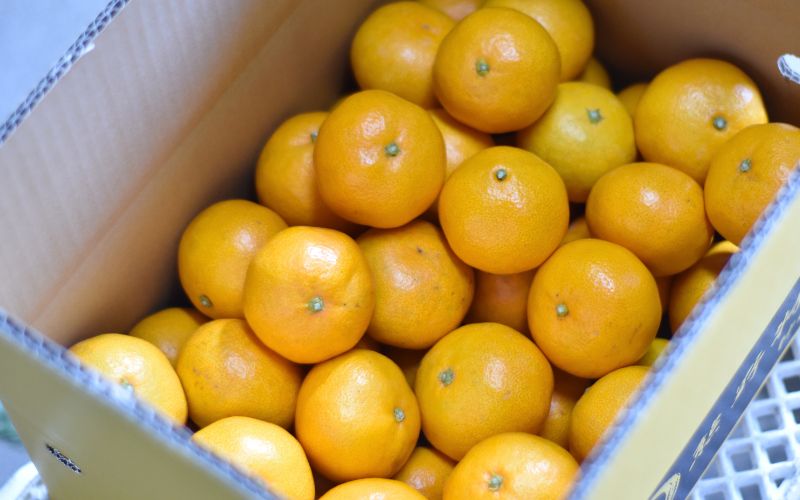 仲森農園の完熟熊野みかん 5kg【11月下旬から12月下旬に発送】みかん ミカン 温州みかん【nkmr0010】