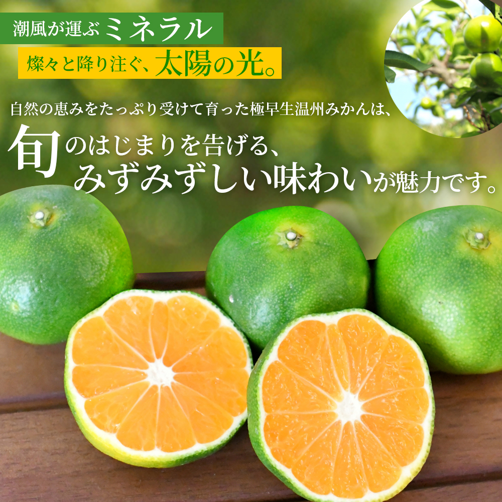 仲森農園の極早生温州みかん 約7kg みかん ミカン 蜜柑 温州みかん 温州ミカン 柑橘 フルーツ 果物 くだもの 甘い 旬 数量限定 期間限定 産地直送 10000円 三重県 熊野市【2026年9月下旬頃～10月下旬頃に順次発送】【nkmr0017】
