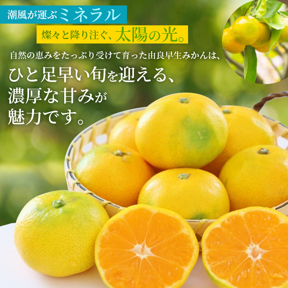 仲森農園の由良早生みかん 約5kg みかん ミカン 蜜柑 温州みかん 温州ミカン 柑橘 フルーツ 果物 くだもの 早生 甘い 旬 希少 数量限定 期間限定 産地直送 三重県 熊野市【2026年11月上旬頃～11月中旬頃に順次発送】【nkmr0020】