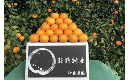 仲森農園の完熟熊野みかん 10kg【11月下旬から12月下旬で順次発送】みかん ミカン 温州みかん【nkmr0002A】