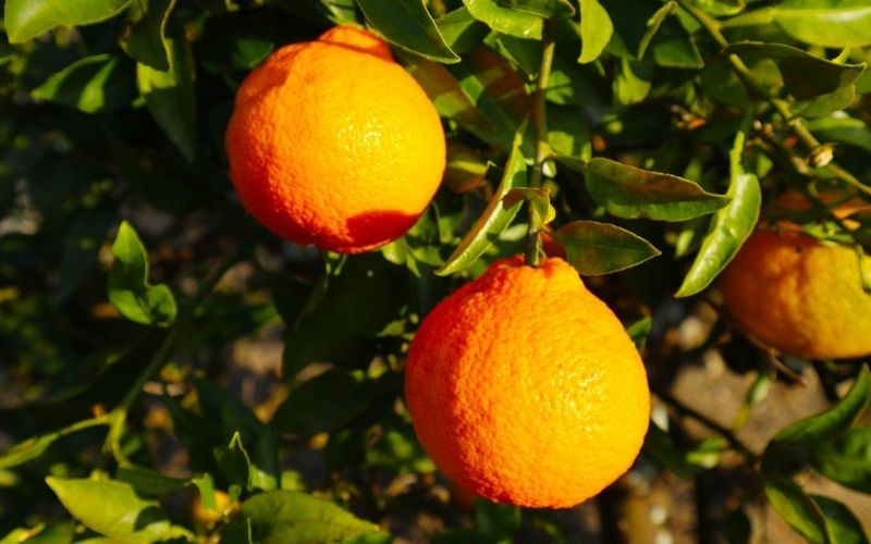 【数量限定】仲森農園の完熟不知火 5kg 【2026年2月～4月頃で順次発送】【nkmr0003】