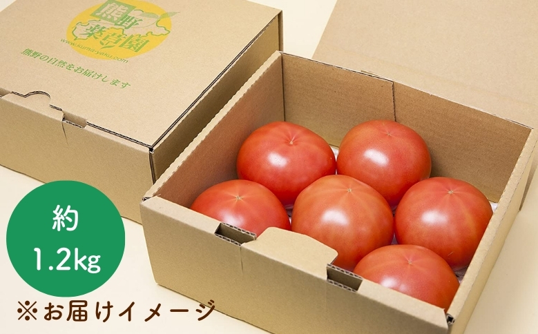 【2026年1月以降配送】熊野薬草園の大玉トマト（1.2kg） トマト 大玉トマト 熊野 予約受付【kmys0005】