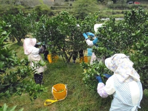 キリッと爽快!!新姫ドリンク20本セット【frsn0025】