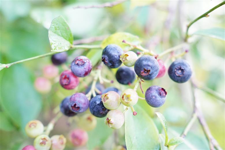 無農薬 童集乃村 ブルーベリー 冷凍 1kg 【2026年8月上旬頃から9月下旬頃に順次発送いたします。】 フルーツ 果物 くだもの スムージー ジャム 朝食 デザート 特産品 人気 国産 旬 三重県 熊野市　【mnak0002A】