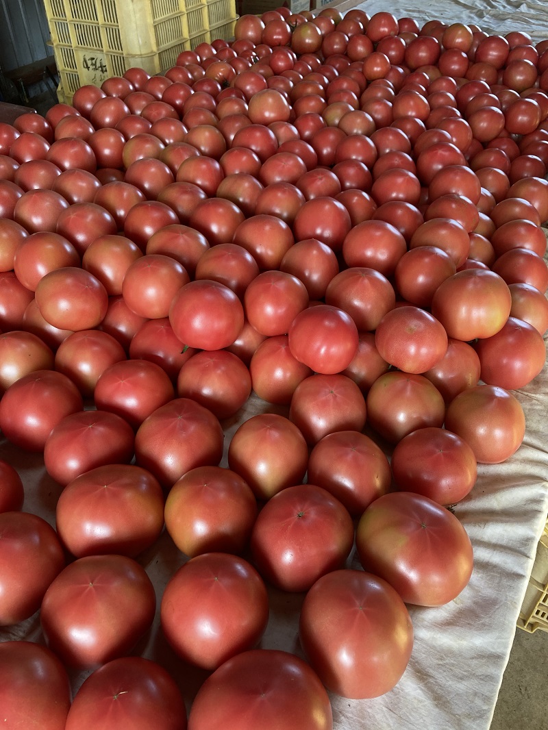 【先行予約】熊野市産 仲良し夫婦の ま～るんトマト 4kg【mrmn0001】