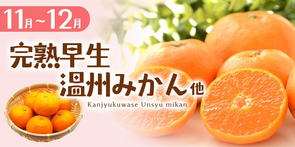 【定期便】自然塾 季節の柑橘詰合せ 3回定期便 みかん ミカン 温州みかん フルーツ 果物 くだもの 柑橘 不知火 せとか 果物定期便 フルーツ定期便 果物セット フルーツセット 甘い 濃厚 産地直送 数量限定 人気 国産 三重県 熊野市【szjk-tkb0002】