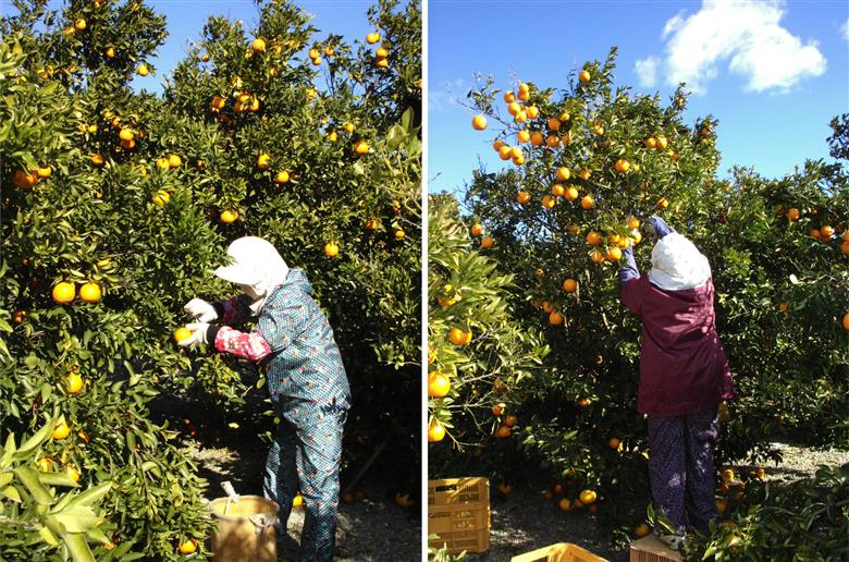 自然塾 季節のみかん＆まるごと果汁 詰合せ みかん ミカン 温州みかん フルーツ 果物 くだもの 柑橘 不知火 ポンカン みかんジュース ジュース 甘い 濃厚 産地直送 数量限定 人気 国産 三重県 熊野市 【szjk0001】