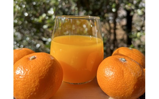 みかんストレートジュース「くまのそだち」（白ラベル）6本【knpr0002】