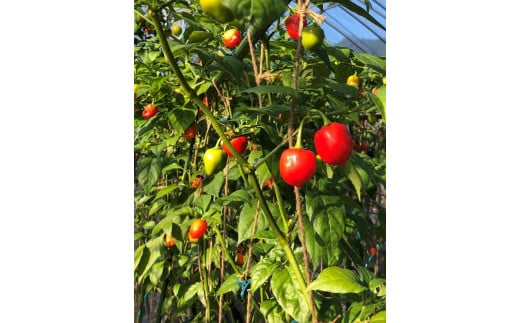 <テレビで紹介されました> 熊野ドレッシング３本 ドレッシング 唐辛子 和風【kmng0013】