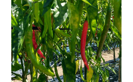 <テレビで紹介されました> 熊野ドレッシング　200ml×1本 唐辛子 国産 熊野市 おためし【kmng0029】