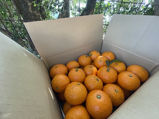 【2026年4月よりお届け！】先行予約【アタシカ果樹】 熊野新鹿産カラマンダリン（３kg） 柑橘 フルーツ みかん 熊野【atkj0001】