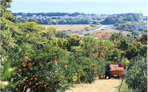 【数量限定】みなと農園のみえ紀南一号 (超極早生)  約10kg 2S～Lサイズ混合 マルチ栽培 【2026年9月中旬頃〜順次発送】 みかん ミカン 蜜柑 温州みかん 温州ミカン 柑橘 フルーツ 果物 くだもの 甘い 旬 人気 産地直送 三重県 熊野市【mntf0002】