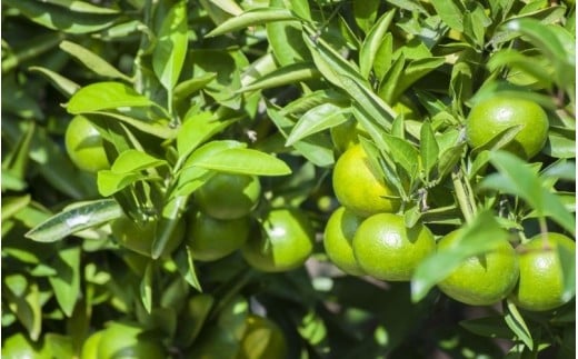 仲森農園の超極早生温州みかん みえ紀南一号 約3kg みかん ミカン 蜜柑 温州みかん 温州ミカン 柑橘 フルーツ 果物 くだもの 甘い 旬 数量限定 期間限定 産地直送 10000円 三重県 熊野市【2026年9月上旬頃～9月下旬頃に順次発送】【nkmr0011】