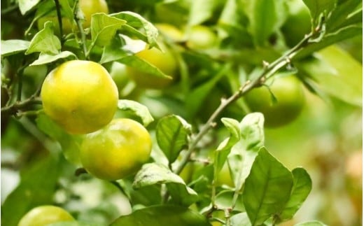 仲森農園の極早生温州みかん 約10kg みかん ミカン 蜜柑 温州みかん 温州ミカン 柑橘 フルーツ 果物 くだもの 甘い 旬 数量限定 期間限定 産地直送 10000円 三重県 熊野市【2026年9月下旬頃～10月下旬頃に順次発送】【nkmr0018】