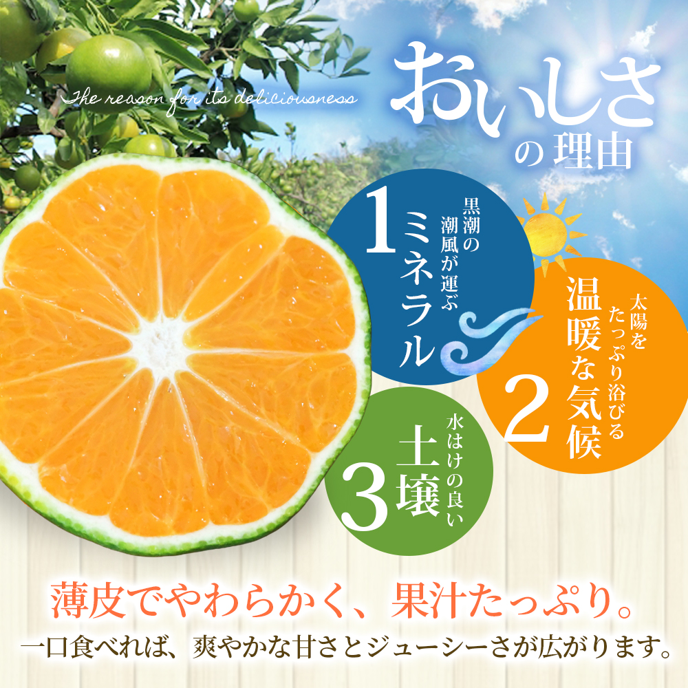 仲森農園の由良早生みかん 約3kg みかん ミカン 蜜柑 温州みかん 温州ミカン 柑橘 フルーツ 果物 くだもの 早生 甘い 旬 希少 数量限定 期間限定 産地直送 三重県 熊野市【2026年11月上旬頃～11月中旬頃に順次発送】【nkmr0019】