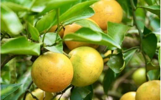 仲森農園の由良早生みかん 約3kg みかん ミカン 蜜柑 温州みかん 温州ミカン 柑橘 フルーツ 果物 くだもの 早生 甘い 旬 希少 数量限定 期間限定 産地直送 三重県 熊野市【2026年11月上旬頃～11月中旬頃に順次発送】【nkmr0019】