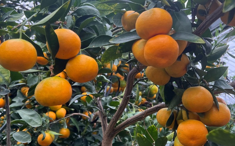 【数量限定】仲森農園の温室みかん 2.5kg 【2026年7月より順次発送予定（お届け日指定不可）】【nkmr0001】