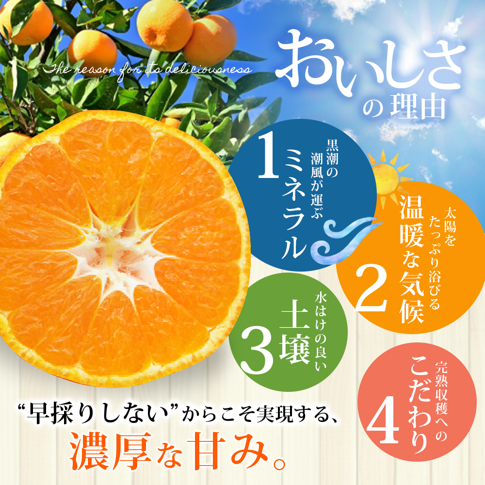 仲森農園の完熟熊野みかん 7kg【11月下旬から12月下旬に発送】みかん ミカン 温州みかん【nkmr0006A】