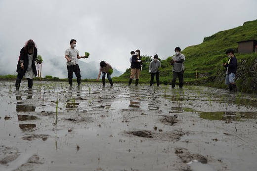 【棚田オーナー】丸山千枚田オーナー会員権（令和７年度）【snmr0001】