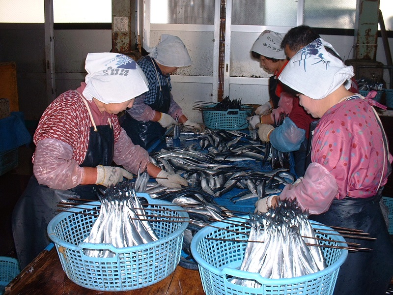 さんま丸干し　10本　魚作商店3代目の丸干し製法【uosk0015】