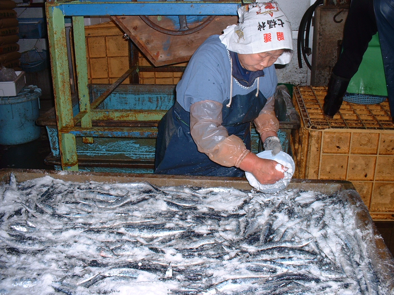 さんま丸干し　20本　魚作商店3代目の丸干し製法【uosk0016】