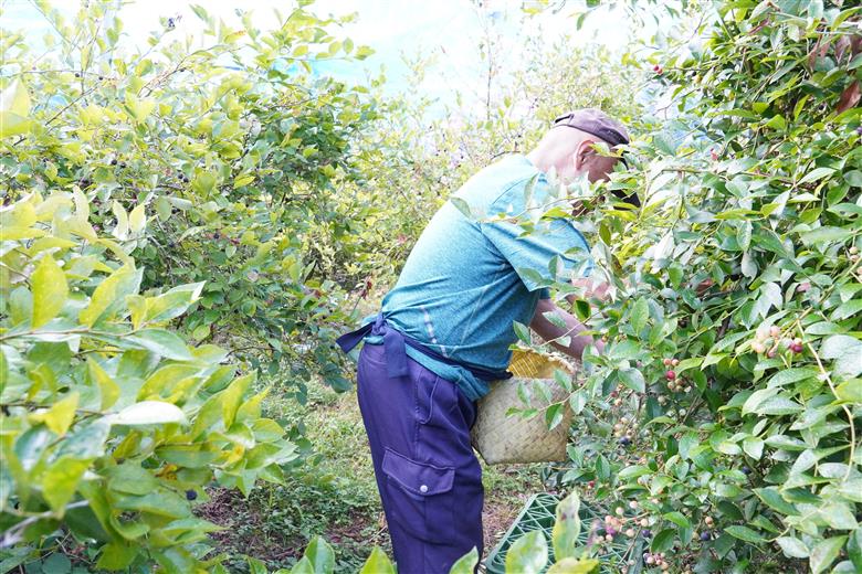 無農薬 童集乃村 ブルーベリー 冷凍 1kg 【2026年8月上旬頃から9月下旬頃に順次発送いたします。】 フルーツ 果物 くだもの スムージー ジャム 朝食 デザート 特産品 人気 国産 旬 三重県 熊野市　【mnak0002A】