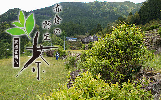 赤倉の野生茶【mnak0003】