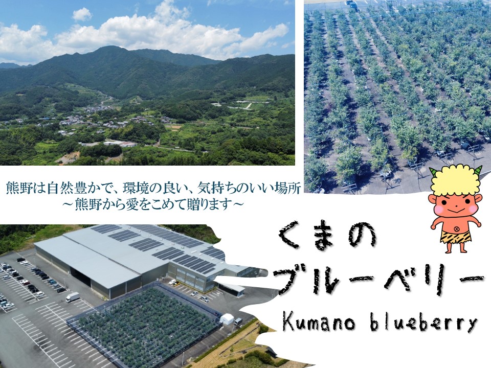 くまのブルーベリー(冷凍) 熊野精工 熊野 果物 フルーツ デザート おやつ スムージー 【kmsi0006】