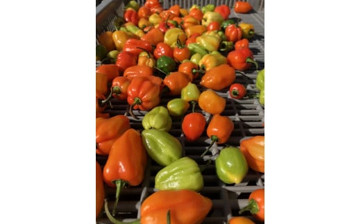 <テレビで紹介されました> 熊野生唐辛子 150ml×12本 希少 国産唐辛子【kmng0006】