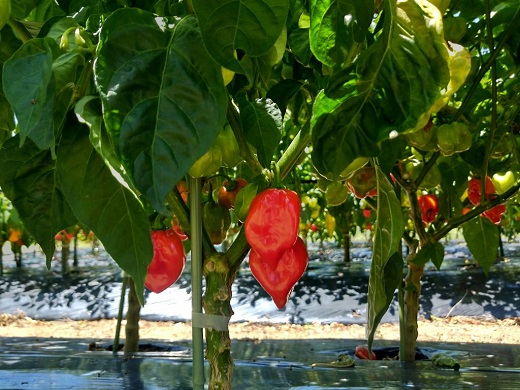 <テレビで紹介されました> 熊野生唐辛子 150ml×3本 希少 国産唐辛子【kmng0020】