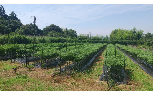 <テレビで紹介されました> 熊野ドレッシング　200ml×1本 唐辛子 国産 熊野市 おためし【kmng0029】