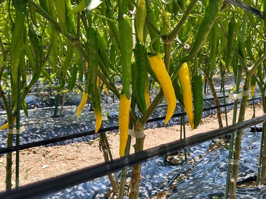 <テレビで紹介されました> 熊野唐辛子ギフト⑲（一味唐辛子（黄とうがらし）１本+一味唐辛子（ハバネロ）１本＋生唐辛子）　 希少 国産唐辛子【kmng0012】