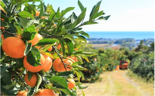 【数量限定】みなと農園のゆら早生みかん  約10kg 2S～Lサイズ混合 【2026年10月中旬頃〜順次発送】 みかん ミカン 蜜柑 温州みかん 温州ミカン 柑橘 フルーツ 果物 くだもの 早生 甘い 旬 人気 産地直送 三重県 熊野市【mntf0008】