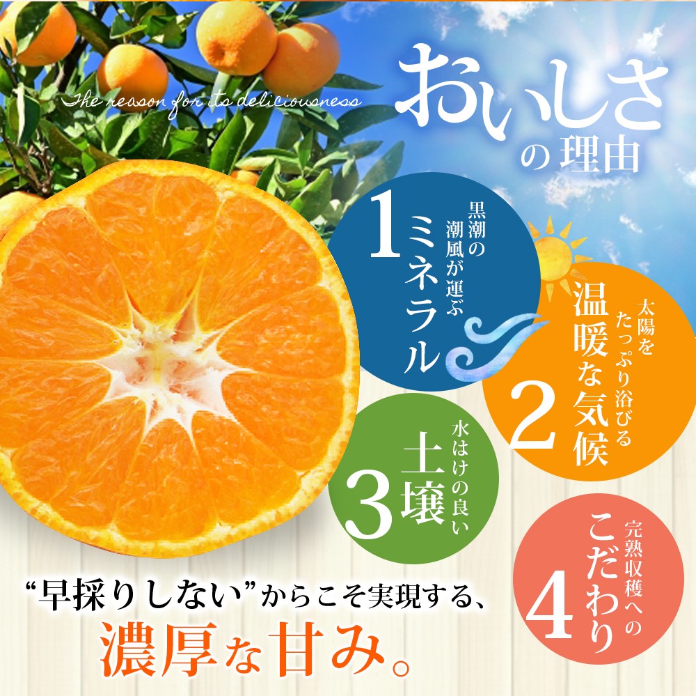 仲森農園の完熟熊野みかん 5kg【11月下旬から12月下旬に発送】みかん ミカン 温州みかん【nkmr0010】