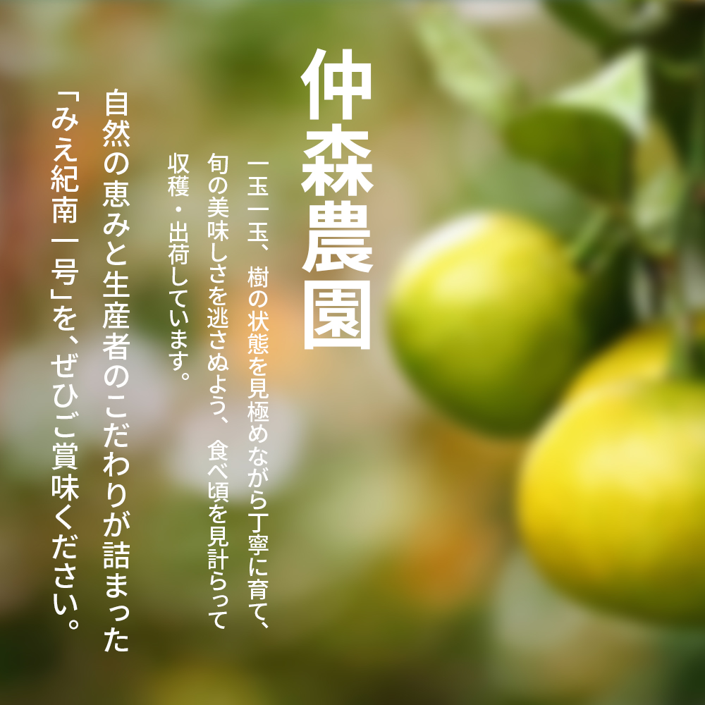 仲森農園の超極早生温州みかん みえ紀南一号 約10kg みかん ミカン 蜜柑 温州みかん 温州ミカン 柑橘 フルーツ 果物 くだもの 甘い 旬 数量限定 期間限定 産地直送 三重県 熊野市【2026年9月上旬頃～9月下旬頃に順次発送】【nkmr0014】