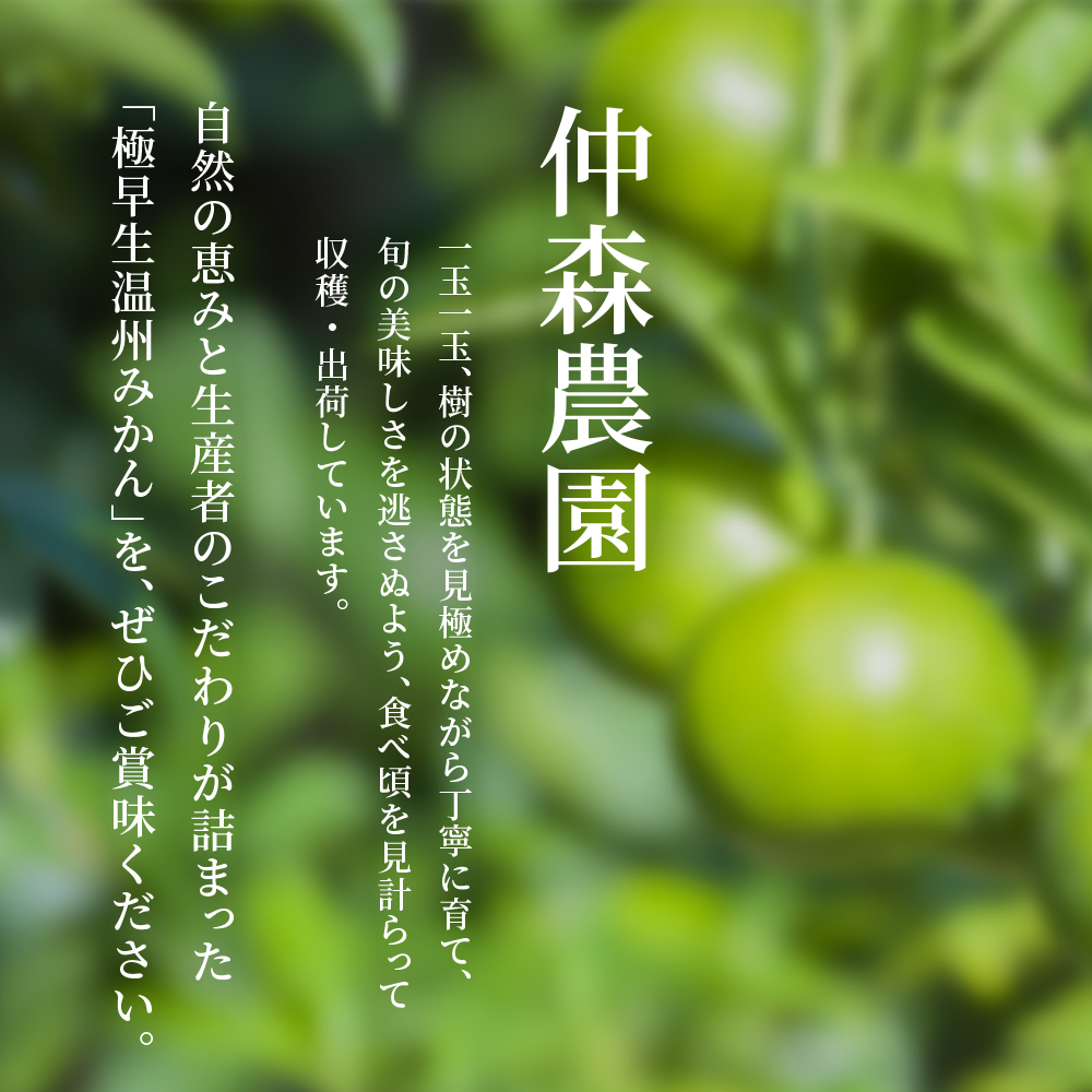 仲森農園の極早生温州みかん 約7kg みかん ミカン 蜜柑 温州みかん 温州ミカン 柑橘 フルーツ 果物 くだもの 甘い 旬 数量限定 期間限定 産地直送 10000円 三重県 熊野市【2026年9月下旬頃～10月下旬頃に順次発送】【nkmr0017】