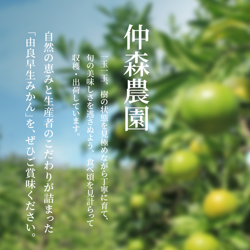 仲森農園の由良早生みかん 約5kg みかん ミカン 蜜柑 温州みかん 温州ミカン 柑橘 フルーツ 果物 くだもの 早生 甘い 旬 希少 数量限定 期間限定 産地直送 三重県 熊野市【2026年11月上旬頃～11月中旬頃に順次発送】【nkmr0020】