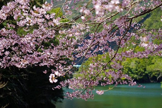 熊野桜染めＴシャツ（Mサイズ）【mrm0133-2】