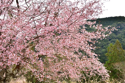 熊野桜染めＴシャツ（Lサイズ）【mrm0133-3】