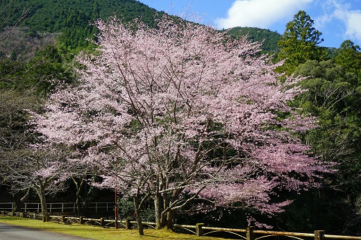 熊野桜染め　トートバッグ【mrm0136】