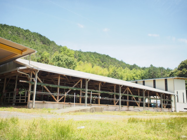 美熊野牛 切り落とし 800g(400g×2) 牛肉 肉 ブランド牛 和牛 黒毛和牛 国産牛 切り落とし 切りおとし 切り落とし牛肉 霜降り 赤身 人気 希少 万能 おすすめ 三重県 熊野市【okad0006】