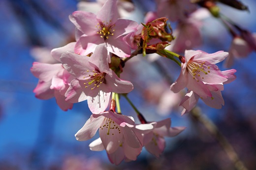 熊野桜染めＴシャツ（Mサイズ）【mrm0133-2】