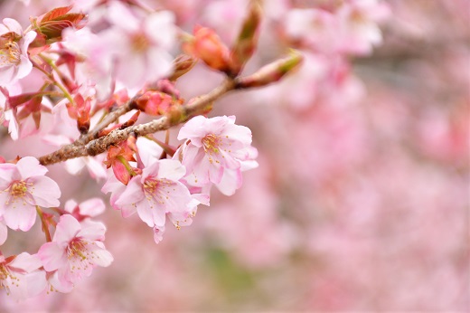 熊野桜染め　ハンドタオル【mrm0139】