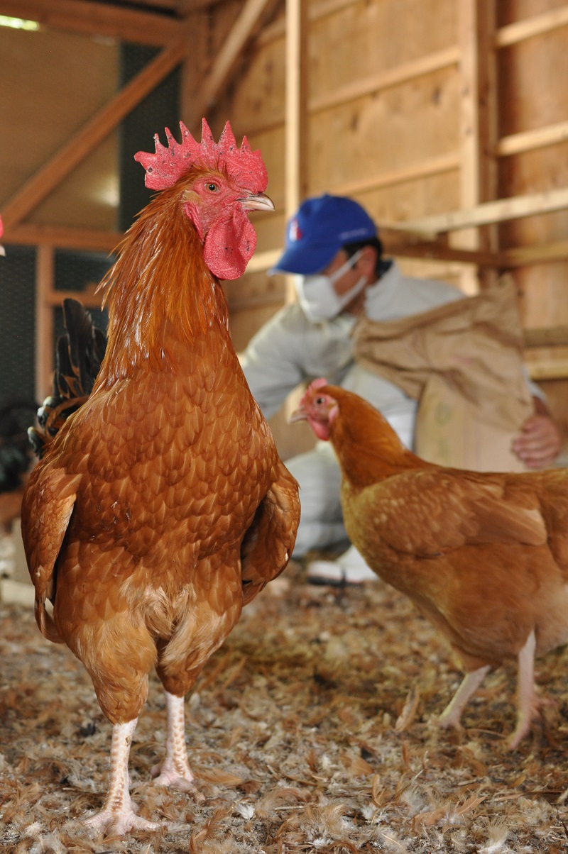 <テレビで紹介されました> もっちり新食感 熊野地鶏 しゃぶしゃぶセット 鶏肉 鳥肉 とりにく 肉 お肉 お鍋 地鶏 期間限定 数量限定 三重県 熊野市【frsn0015】