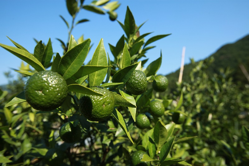 乾いたカラダを潤す♪ にいひめウォーター ５１０ml × ２４本 入【frsn0014】