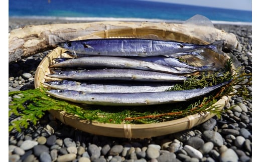 干物 さんま丸干し 10本 【魚作商店3代目の丸干し製法】 ひもの サンマ 秋刀魚 冷凍 海鮮 魚介類 特産品 焼き魚 魚 おかず おつまみ 三重県 熊野市【uosk0015A】