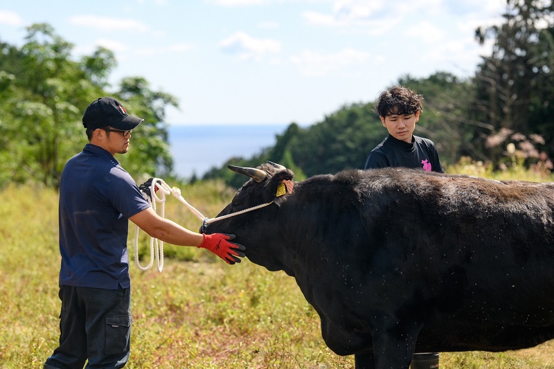 美熊野牛 切り落とし 800g(400g×2) 牛肉 肉 ブランド牛 和牛 黒毛和牛 国産牛 切り落とし 切りおとし 切り落とし牛肉 霜降り 赤身 人気 希少 万能 おすすめ 三重県 熊野市【okad0006】