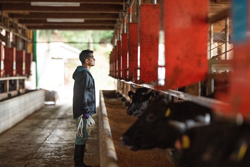 【美熊野牛】カレー  黒毛和牛 希少和牛【okad0001】