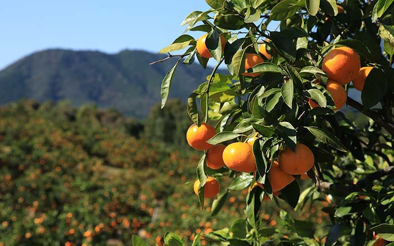 <テレビで紹介されました> 金山パイロットファーム 温州みかん 5㎏ (早生) みかん ミカン 温州みかん【knpr0014A】