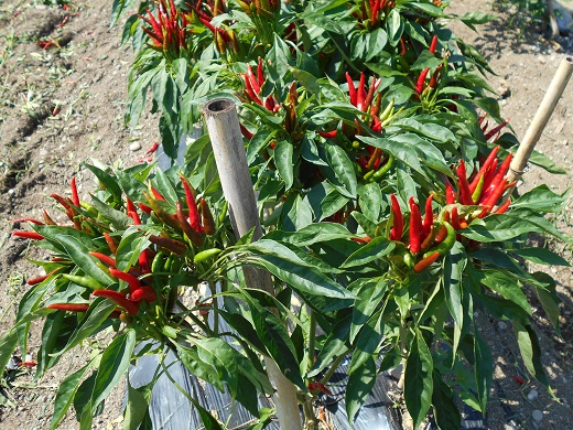 <テレビで紹介されました> 熊野唐辛子ギフト ② (一味唐辛子 プリッキーヌ×2本と生唐辛子のセット) 希少 国産唐辛子【kmng0017】